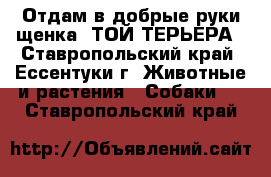 Отдам в добрые руки щенка  ТОЙ-ТЕРЬЕРА - Ставропольский край, Ессентуки г. Животные и растения » Собаки   . Ставропольский край